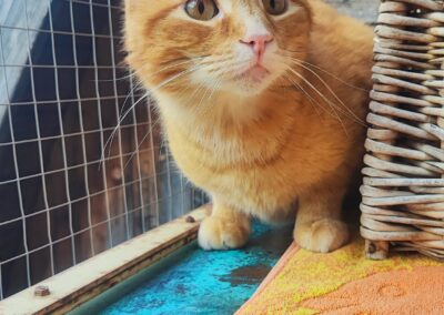 Albert