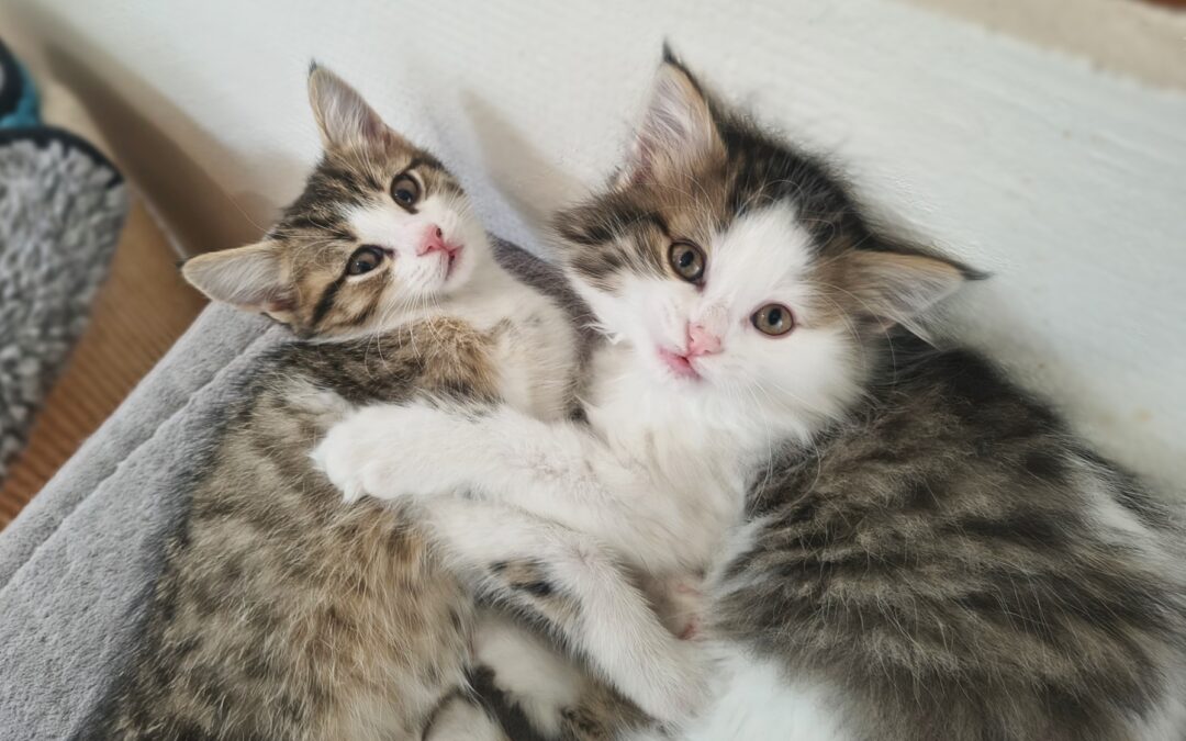 Babykatzen (allgemein)