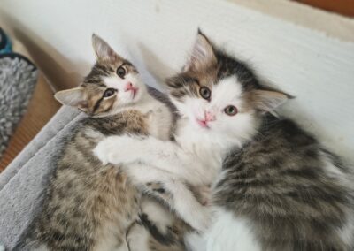Babykatzen (allgemein)