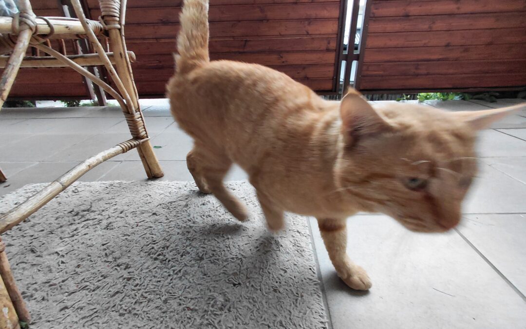 Sichtung Katze, Absam  (06/2026)