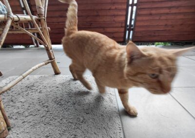 Sichtung Katze, Absam  (06/2026)