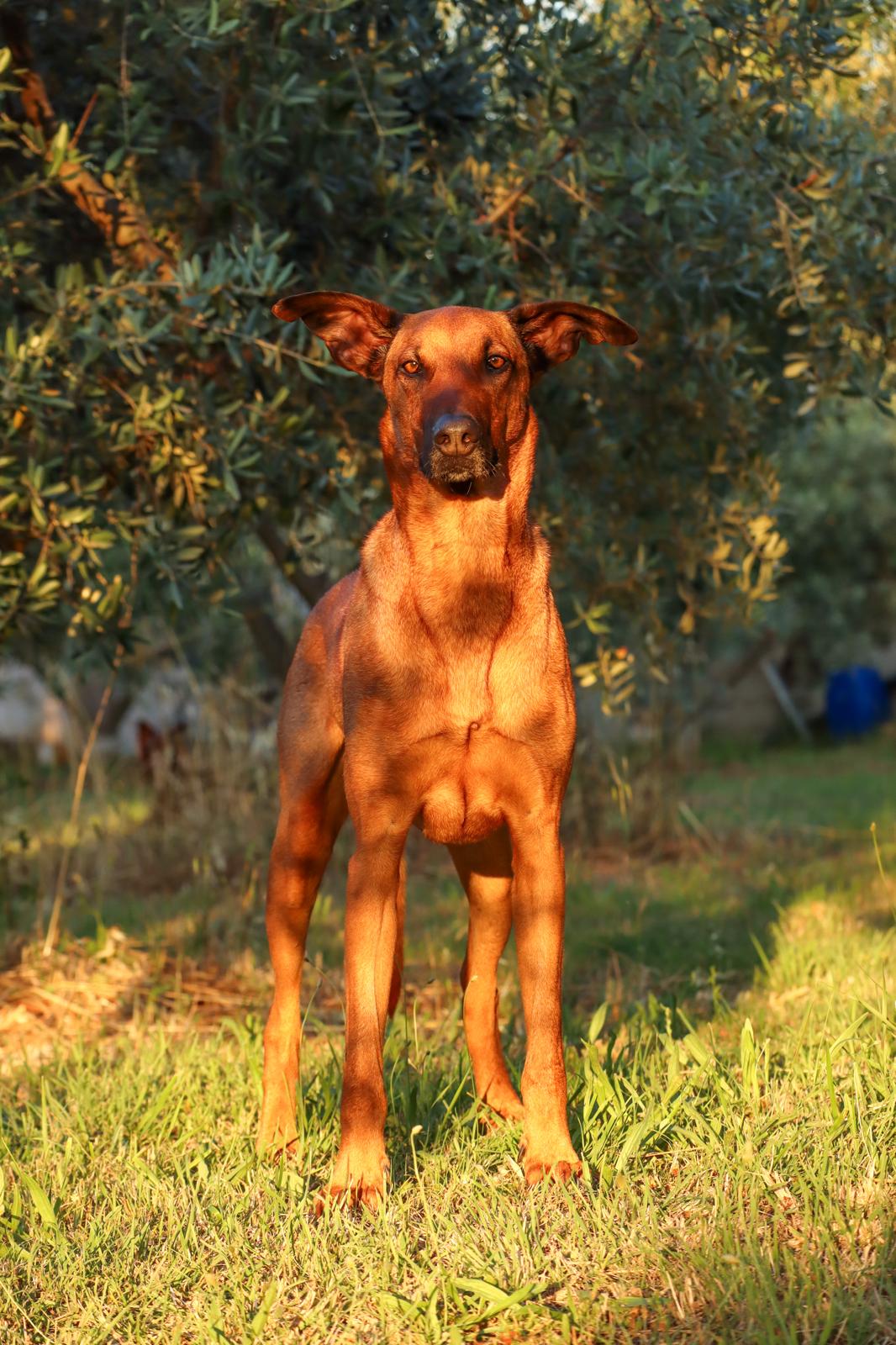 Dobby-1