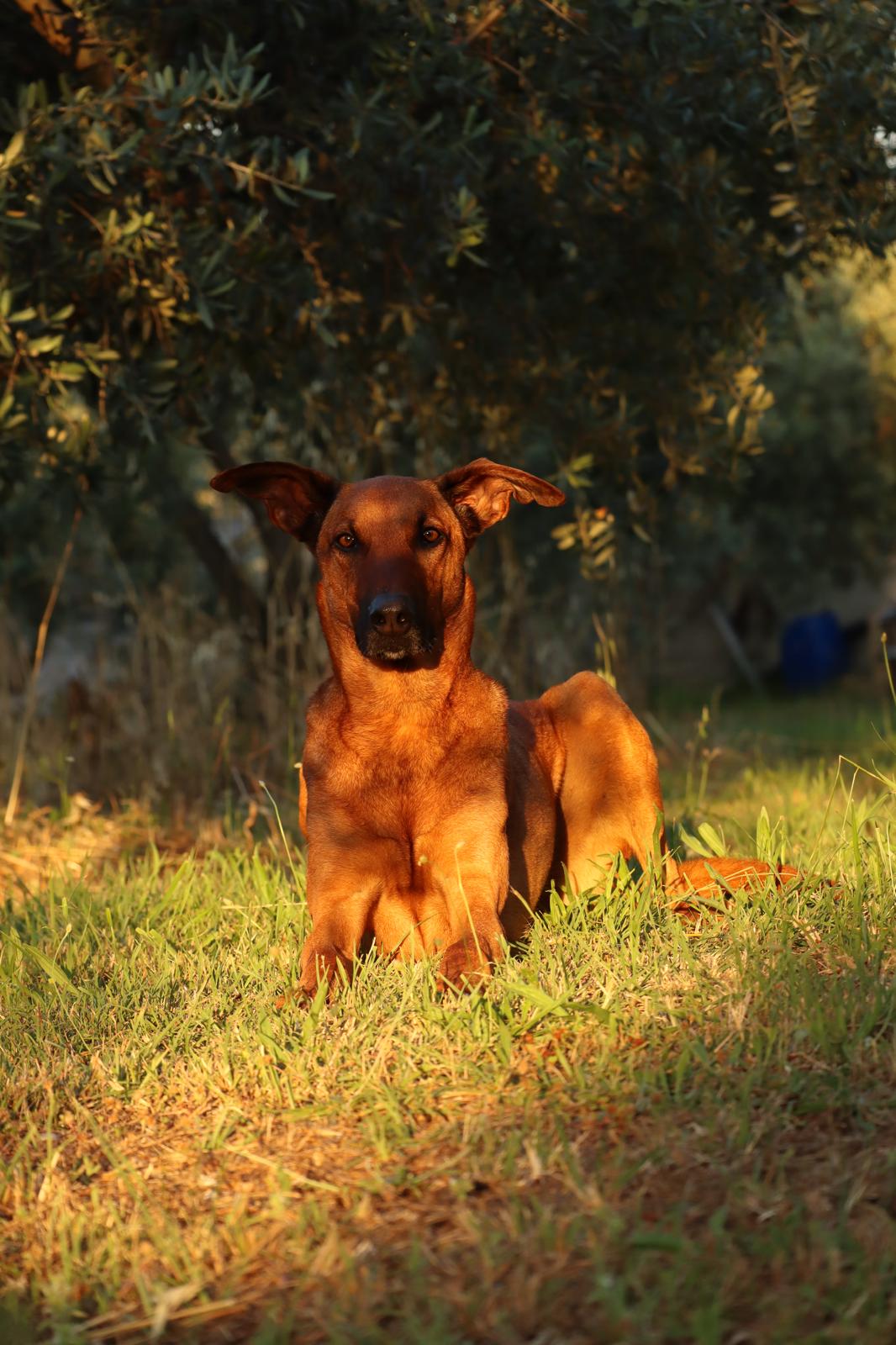 Dobby-2