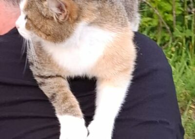 Zugelaufene Katze, Ebbs (06/2026)