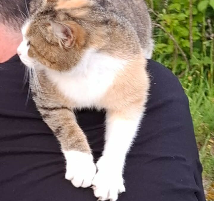 Zugelaufene Katze, Ebbs (06/2026)