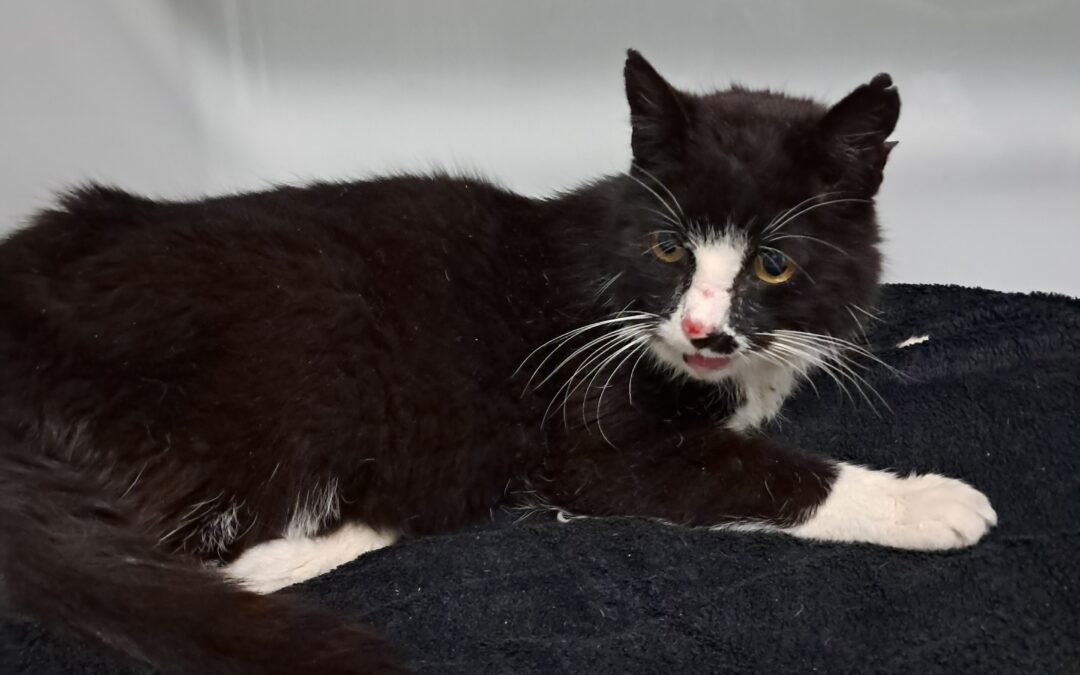 Fundtier Kater, Finkenberg  (06/2026)