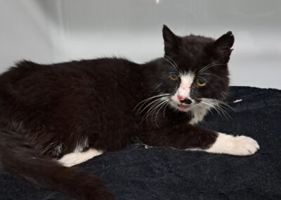Fundtier Kater, Finkenberg  (06/2026)