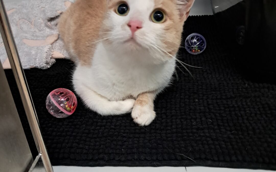 Fundtier Katze, Fließ  (06/2026)