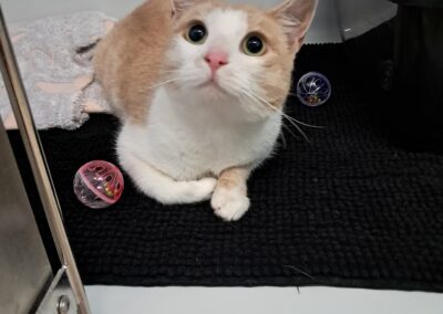 Fundtier Katze, Fließ  (06/2026)
