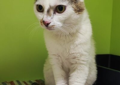 Fundkater, Arzl im Pitztal (06/2026)