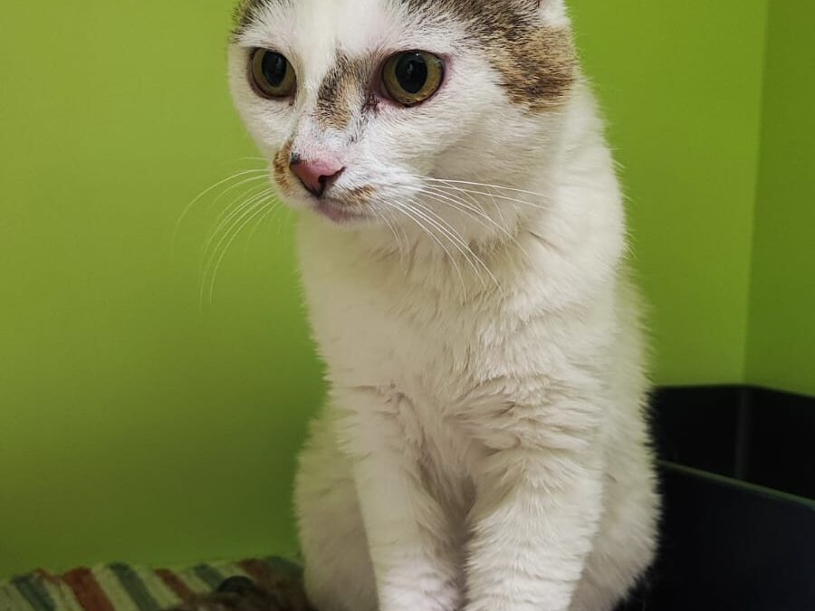 Fundkater, Arzl im Pitztal (06/2026)