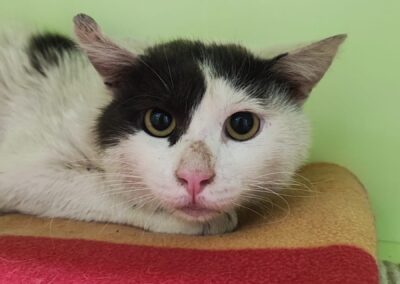 Fundkater, Pettneu am Arlberg (06/2026)