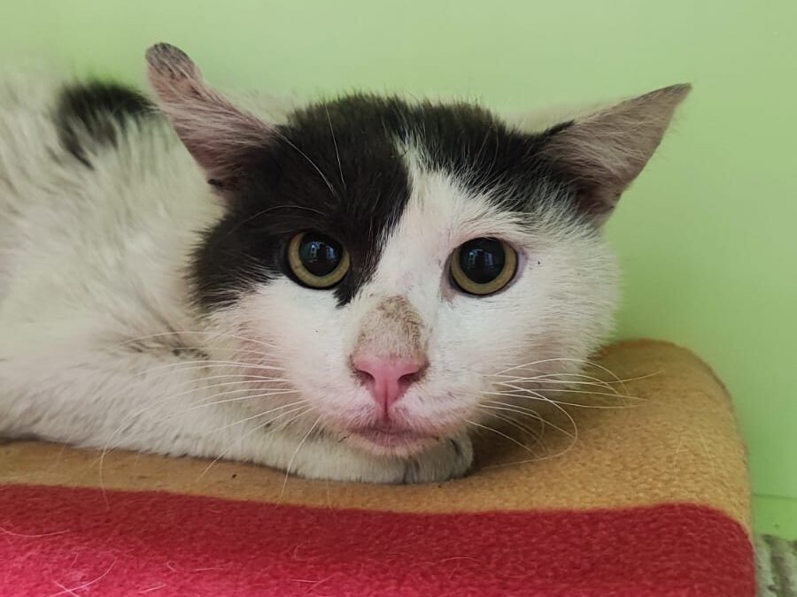 Fundkater, Pettneu am Arlberg (06/2026)