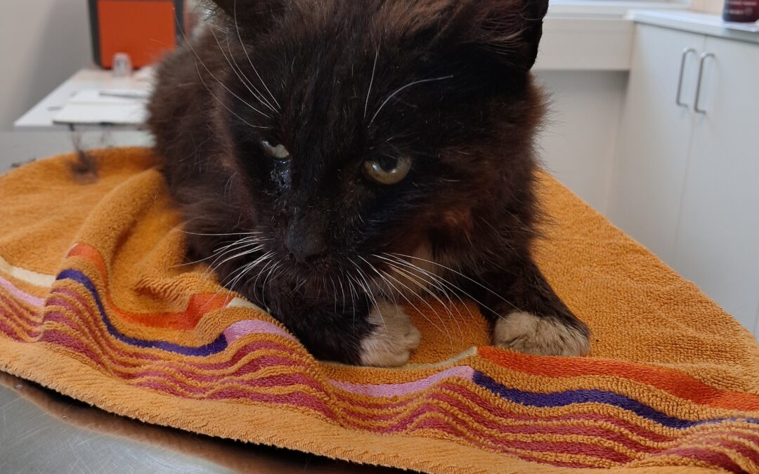 Fundkater, Terfens (06/26)