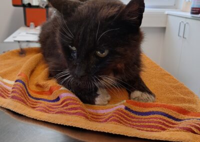 Fundkater, Terfens (06/26)