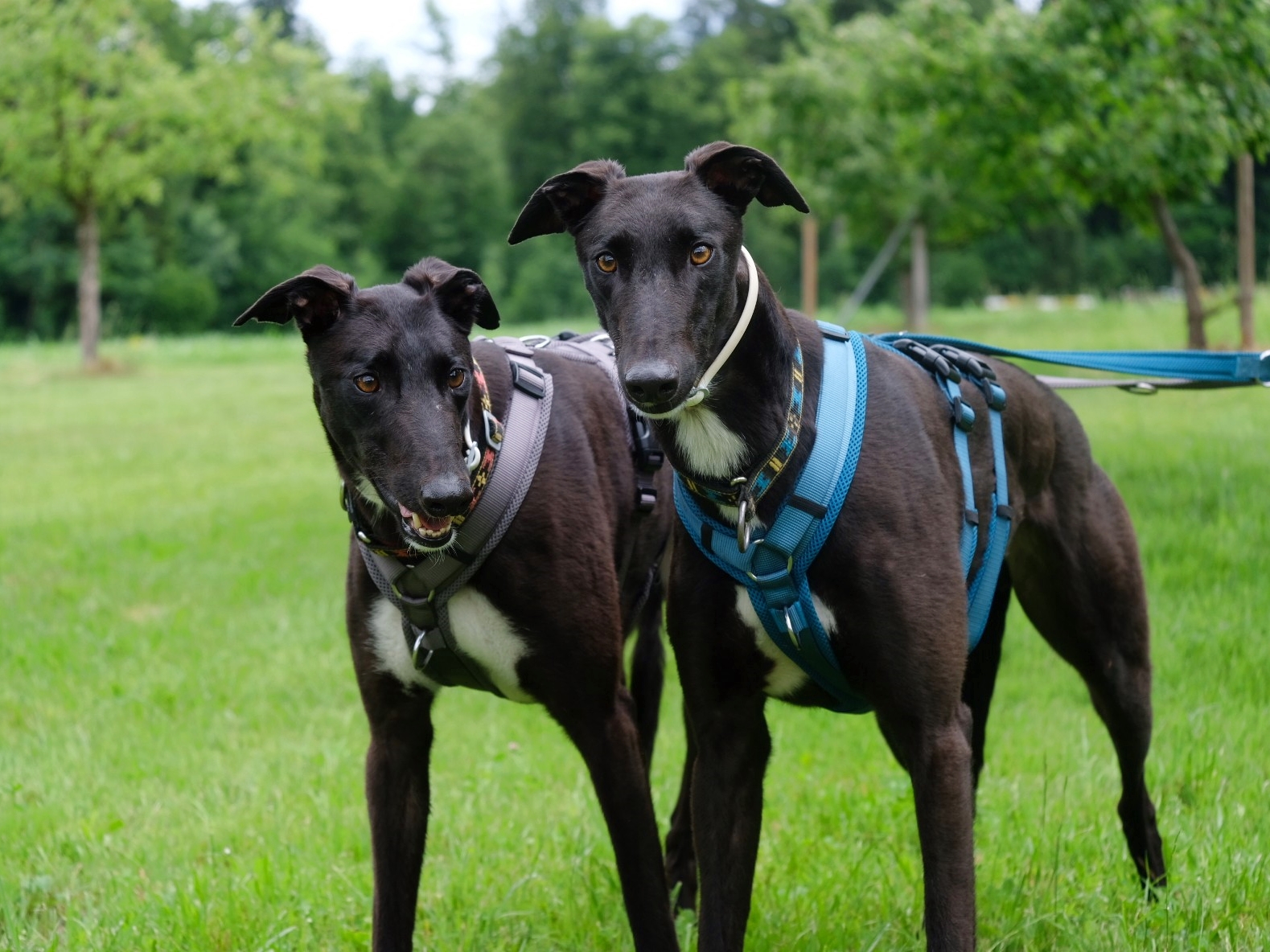 Glen & Finn (5)