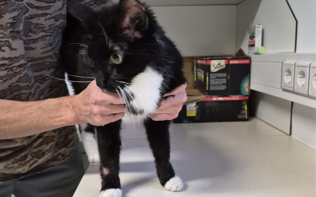 Kater, Grienzens (06/2026)