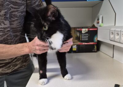 Kater, Grienzens (06/2026)