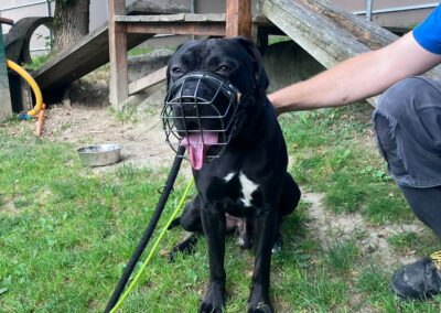 Fundtier Hund, Schaftenau (6/2026)