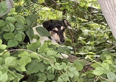 Sichtung Hund, Imst(06/2026)