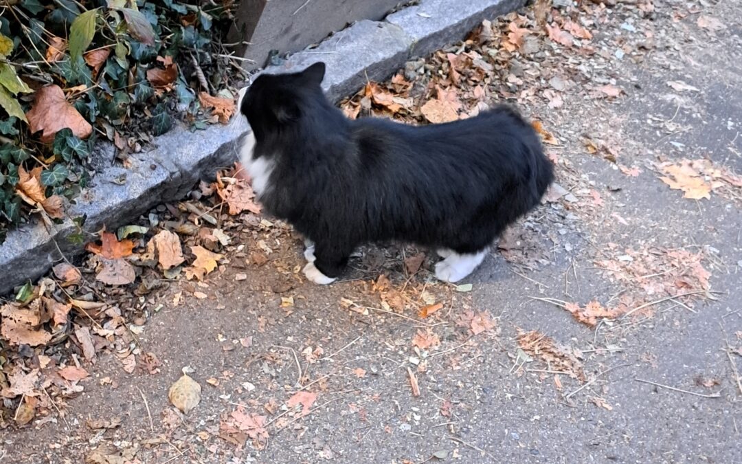 Sichtung Katze, Innsbruck (06/2026)