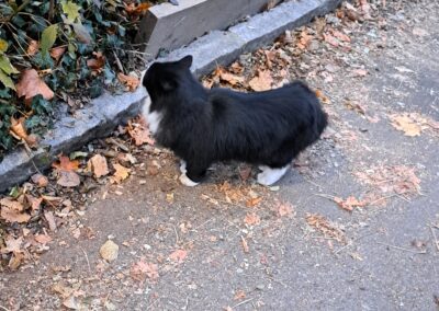 Sichtung Katze, Innsbruck (06/2026)
