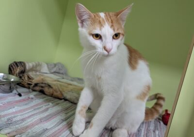 Fundtier Kater, Innsbruck  (06/2026)