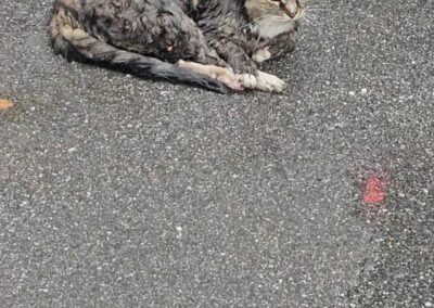 Fundtier Katze, Innsbruck  (06/2026)