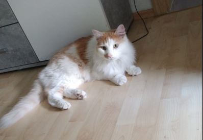 Falco, Innsbruck(06/2026)