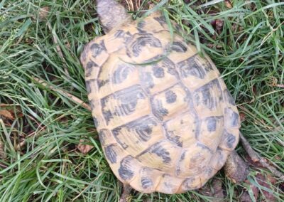 Fundtier Schildkröte, Itter  (06/2026)