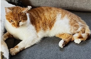 Tijger, Jerzens (06/26)