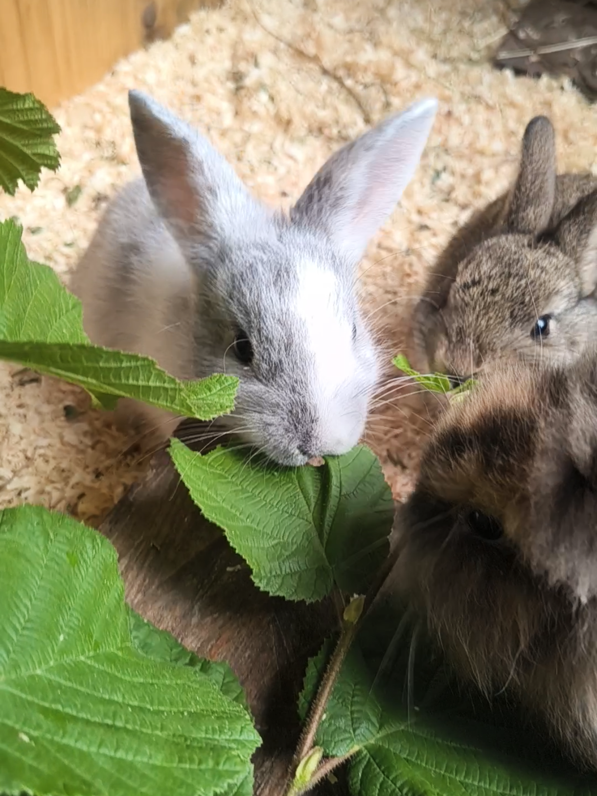 Kaninchen Babies