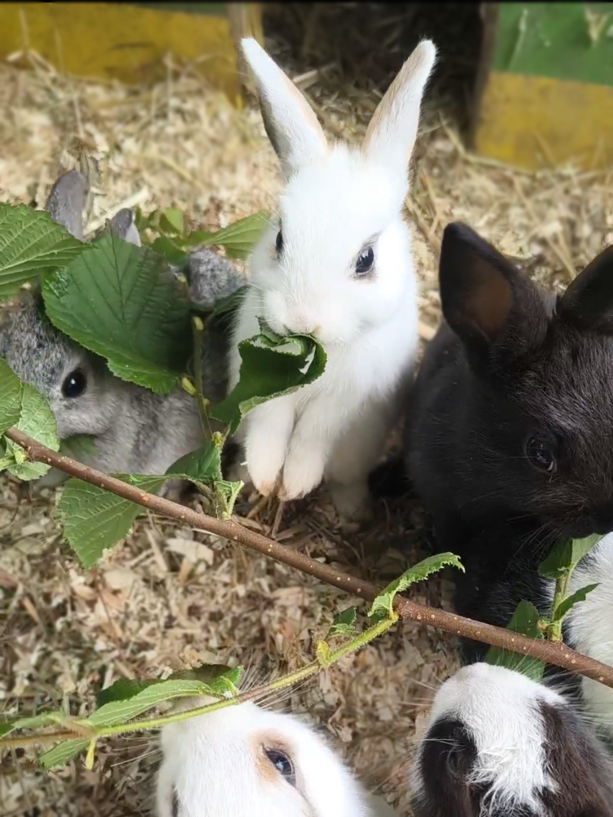 Kaninchen Babies2