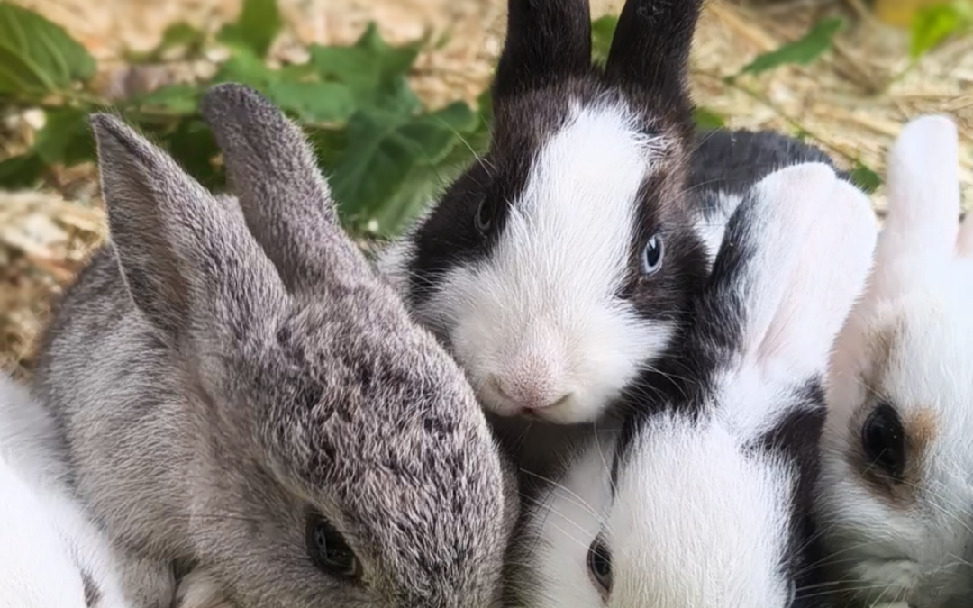 junge Kaninchen