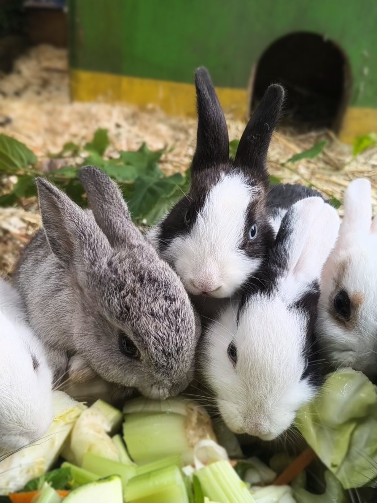Kaninchen Babies3