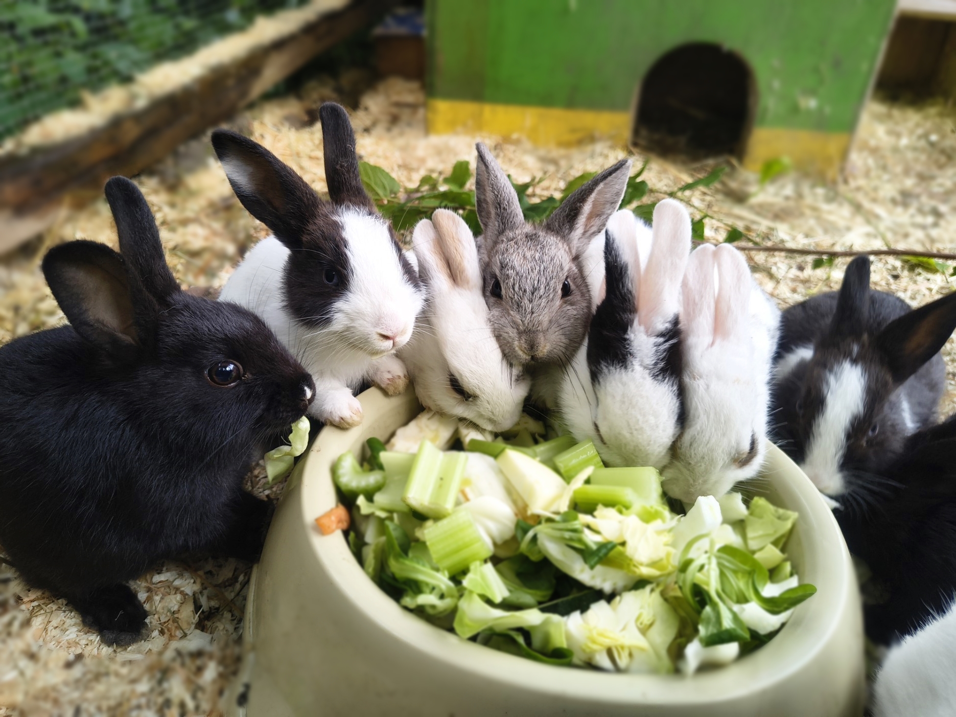 Kaninchen Babies4