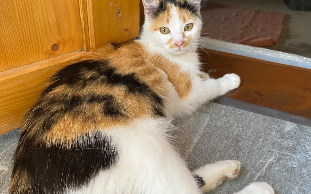 Katze, Kirchbichl (06/2026)