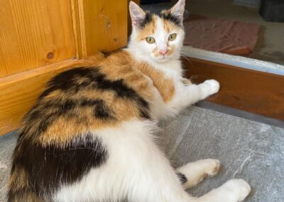 Katze, Kirchbichl (06/2026)