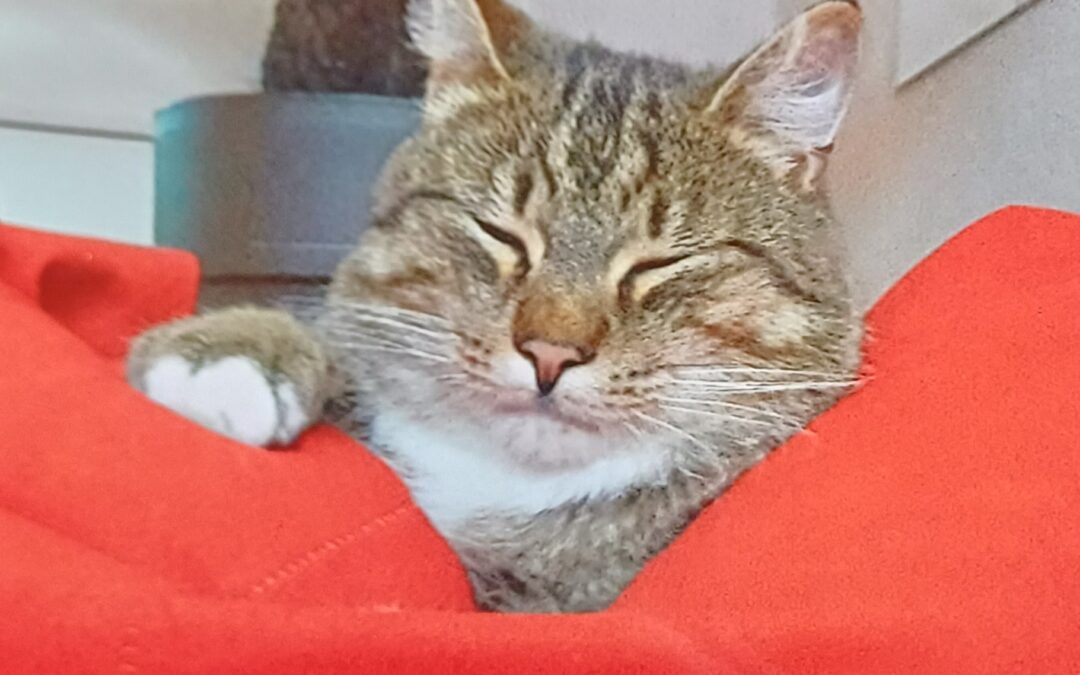 Gismo, Kolsass (06/2026)