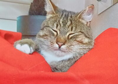 Gismo, Kolsass (06/2026)
