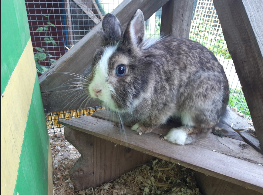 Fundtier Kaninchen, Kramsach  (06/2026)