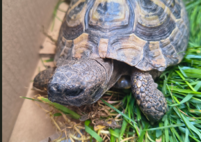 Fundtier Landschildkröte, Kufstein (06/2026)