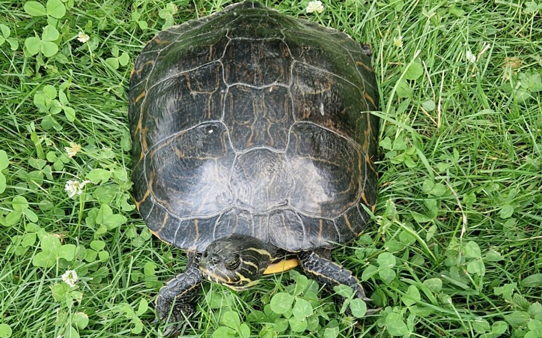 Fundtier Gelbwangenschildkröte, Lans (6/2026)