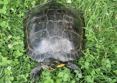 Fundtier Gelbwangenschildkröte, Lans (6/2026)