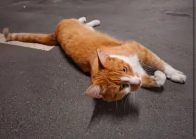 Fundtier Katze, Ötztal-Bahnhof  (06/2026)