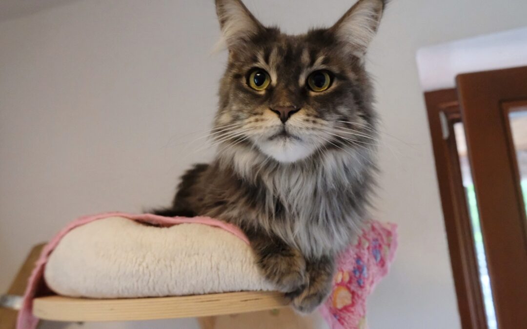 Penelope