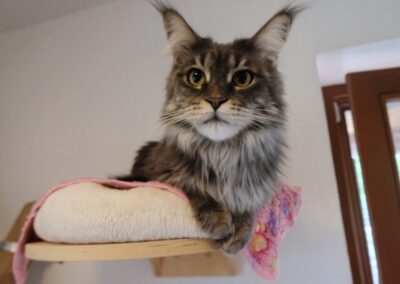 Penelope