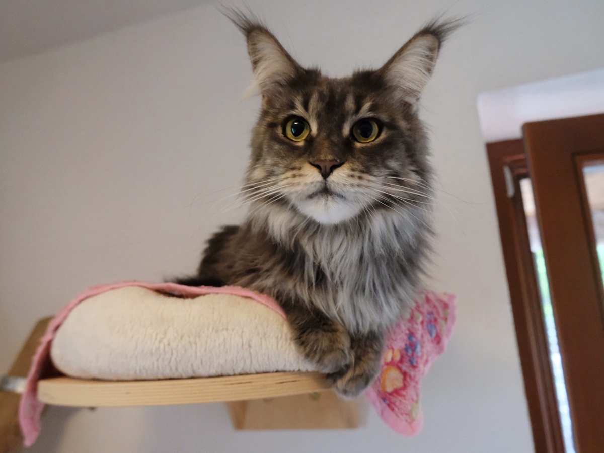 Penelope (1)
