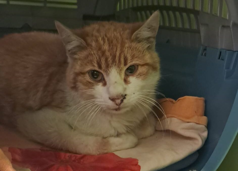 Fundkater, Innsbruck (06/2026)
