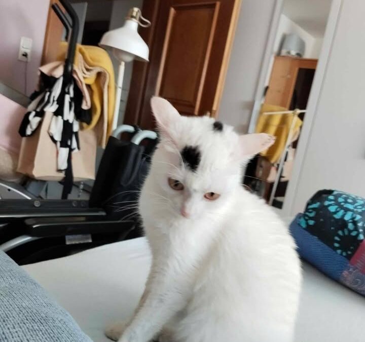 Hexi, Reutte  (06/2026)
